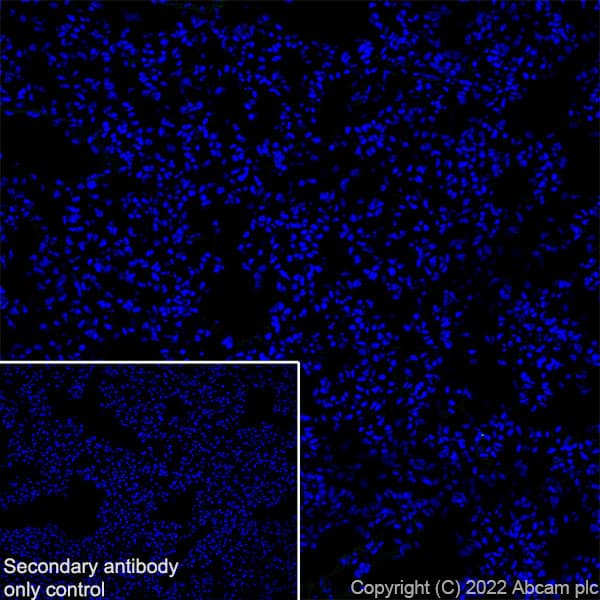 Gaba A Receptor Alpha 2 Gabra2 Antibody Epr26485 185 Bsa And Azide Free Ab307360  Immunohistochemistry Frozen Sections Img405542