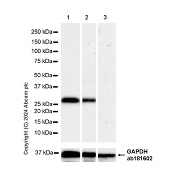 Anti-NNMT antibody [EPR29205-77] - BSA and Azide free
