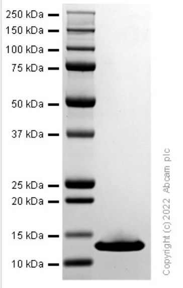 Recombinant Human FKBP12 Protein(ab290109)