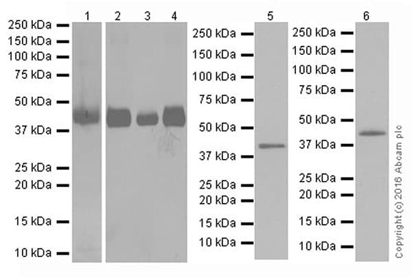 Anti-PDK4 antibody [EPR19727-245](AB214938)
