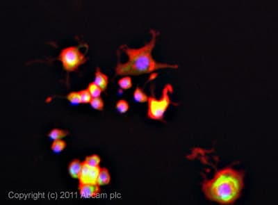 Hud Antibody Ab96474  Immunocytochemistry Immunofluorescence Img30928