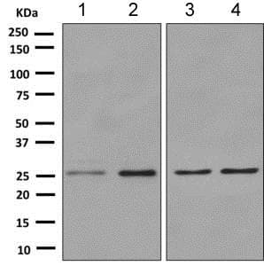 Hoxc6 Antibody Epr79222 Ab151575  Western Blot Img104453