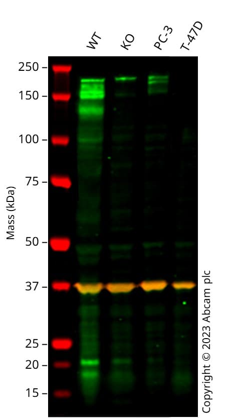 Anti-LIFR antibody [EPR24651-109](AB283651)