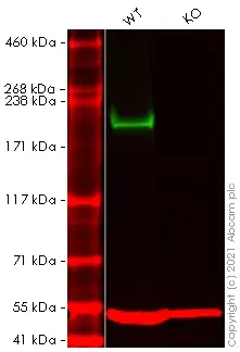 Anti-BRG1 antibody [EPNCIR111A](AB110641)