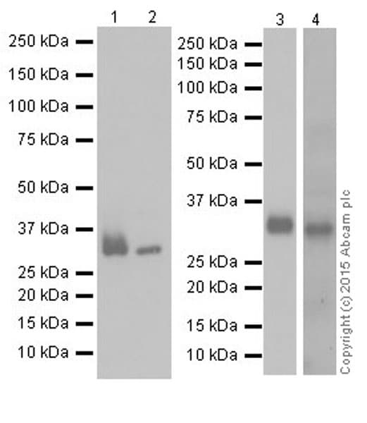 Anti-Apolipoprotein E antibody [EPR19392](AB183597)