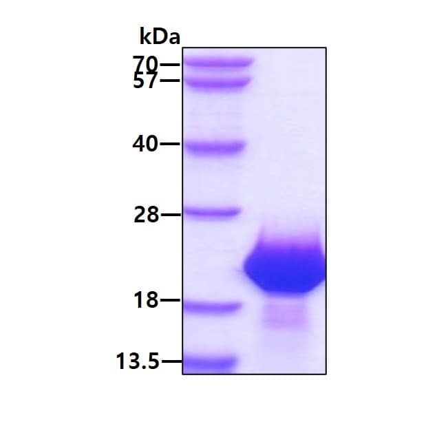 Recombinant Human FAM107B protein(AB171700)
