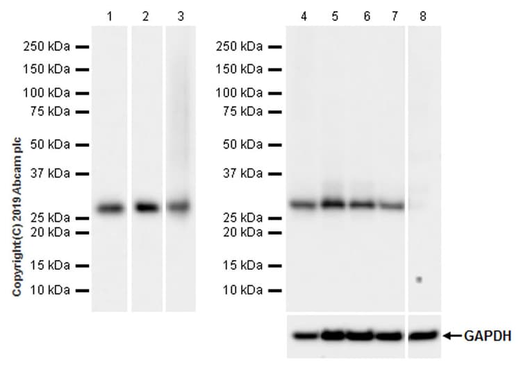 Anti-MTAP antibody [EPR22570-76](ab254265)