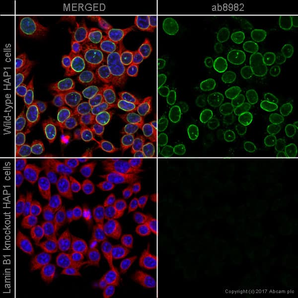 Anti-Lamin B1 antibody [119D5-F1] - Nuclear Envelope Marker(ab8982)