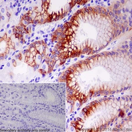 Anti-Mucin 5AC antibody [EPR16904] - BSA and Azide free(AB271960)