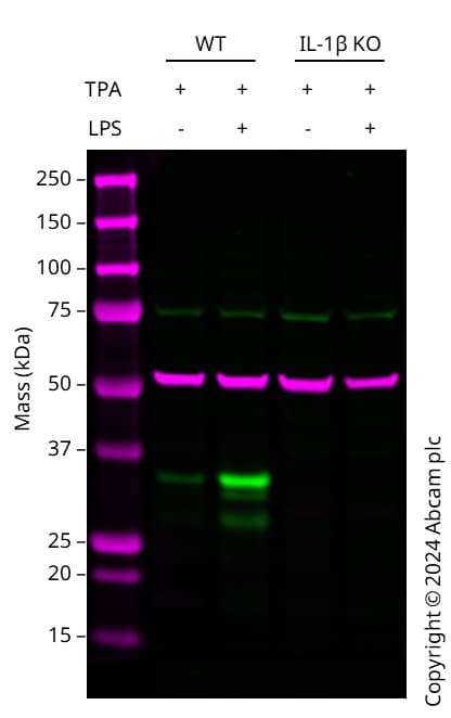 Anti-IL-1 beta antibody [RM1009](AB283818)