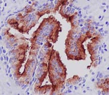 Anti-PSMA antibody [EPR6253] - BSA and Azide free(AB226141)