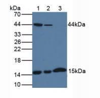 Anti-H-FabP antibody(ab231568)