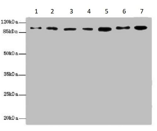 Anti-USP5 antibody(AB235772)
