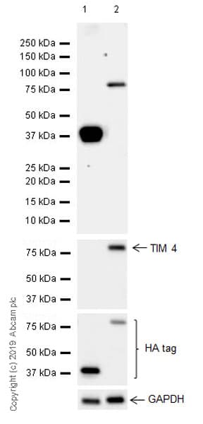 Anti-HA tag antibody [EPR22819-101](AB236632)