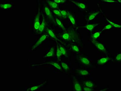 Bcg1 Antibody Ab236592  Immunocytochemistry Immunofluorescence Img45333