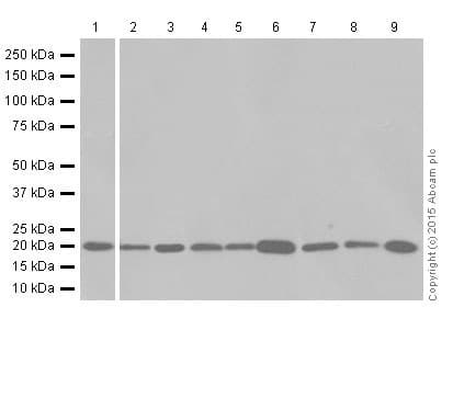Anti-Ferritin Heavy Chain antibody [EPR18878](AB183781)