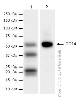 Anti-CD14 antibody [EPR3653](AB133335)