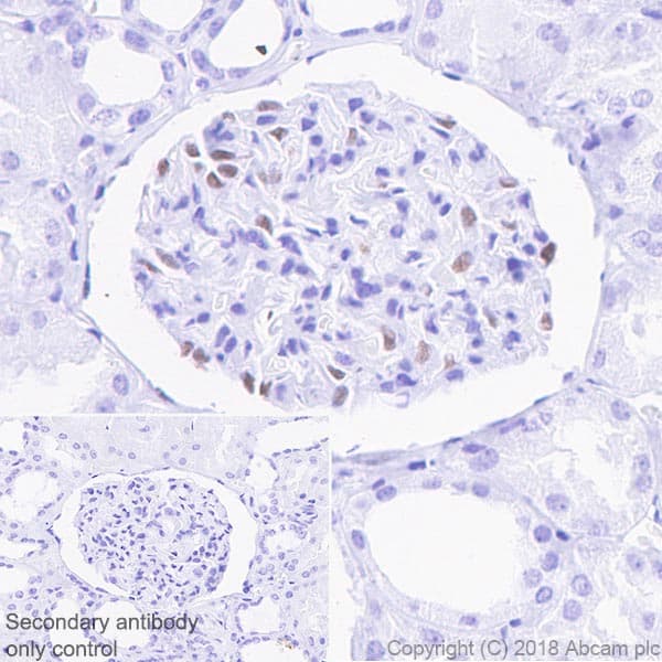Anti-Wilms Tumor Protein antibody [CAN-R9(IHC)-56-2] - BSA and Azide free(AB216646)