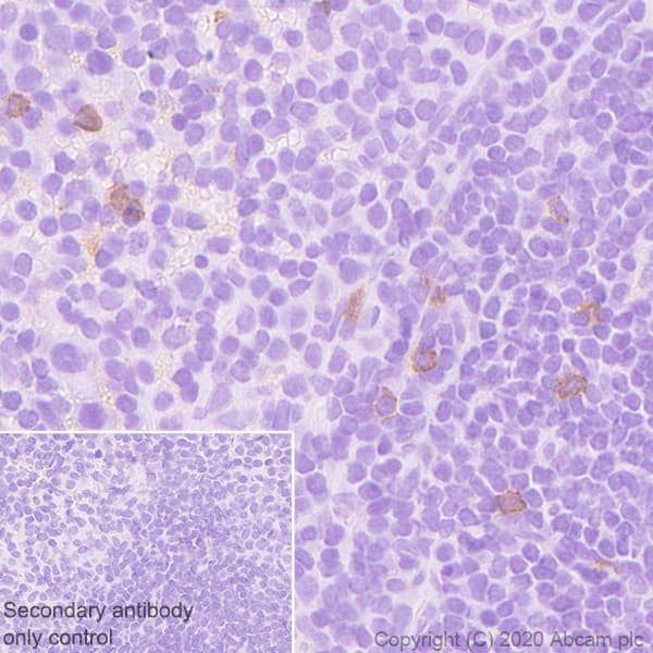 Bst2 Tetherin Antibody Epr23597 202 Bsa And Azide Free Ab272175  Immunohistochemistry Formalin Pfa Fixed Paraffin Embedded Sections Img29914