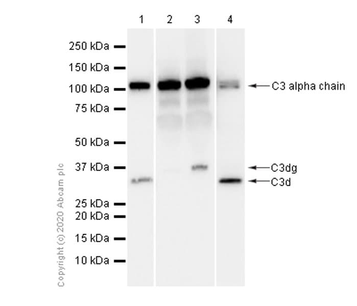 Anti-C3 antibody [EPR2988](AB181147)