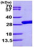 Ab99262  Sds Page Img31276