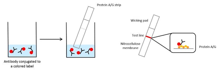 Conjugation Check Kit(AB236554)