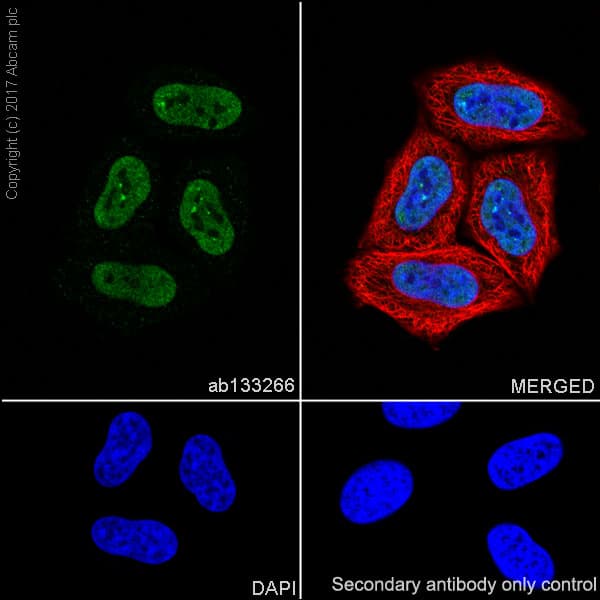 Anti-Cyclin E1 antibody [EPR194] - BSA and Azide free(AB208695)