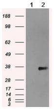 Anti-NEK6 antibody [OTI2H7](AB117986)
