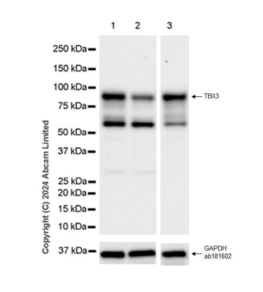 Anti-TBX3 antibody [EPR28578-38](ab322199)