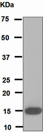 Pla2g1b Antibody Epr5186 Ab110706  Western Blot Img90698