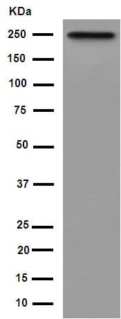 Gbf1 Antibody Epr14889 C Terminal Ab189512  Western Blot Img79917