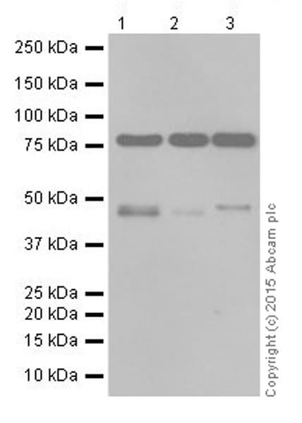 Anti-PI 3 Kinase p85 alpha antibody [EPR18702](AB191606)
