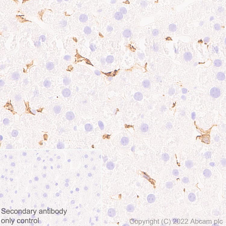 Anti-F4/80 antibody [EPR26545-166](AB300421)