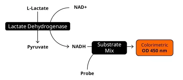 Total Antioxidant Capacity Assay Kit(ab65329)