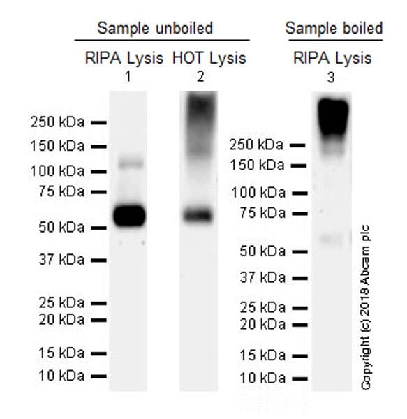 Anti-VGluT1 antibody [EPR22269](ab227805)