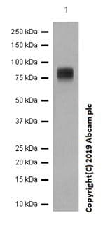 Anti-IFNGR1 antibody [EPR7866](AB134070)