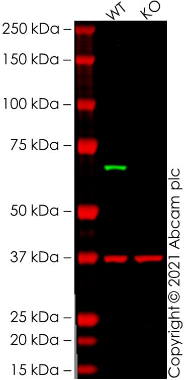 Anti-IRAKM antibody [Y278] - BSA and Azide free(AB228417)
