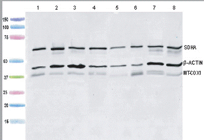 MitoBiogenesis™ Western Blot Cocktail(AB123545)
