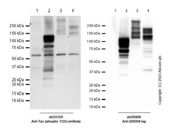 Anti-Tau (phospho T231) antibody [EPR2488] - BSA and Azide free(AB156624)