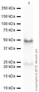 Anti-Cyclophilin B antibody(AB16045)