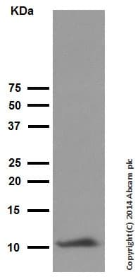 Anti-Trefoil Factor 3 antibody [EPR3974](AB108599)