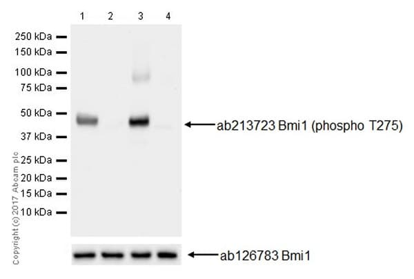 Anti-Bmi1 (phospho T275) antibody [EPR19848](AB213723)