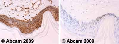 Anti-Cytochrome C antibody [7H8.2C12](AB13575)