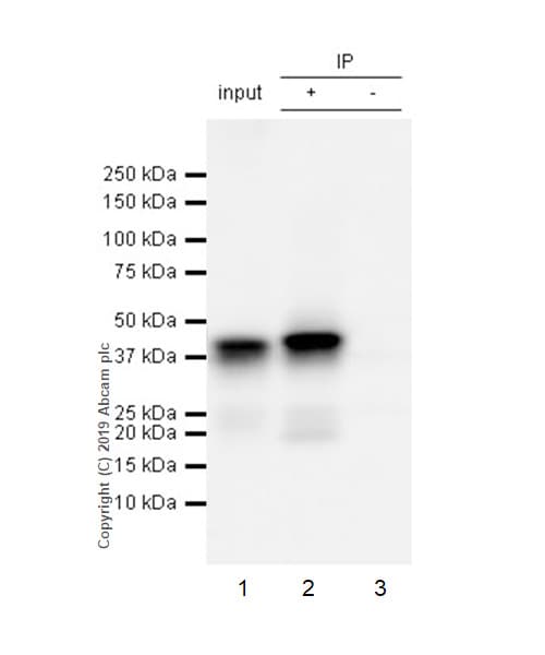 Anti-Islet 1 antibody [EPR10362](AB178400)