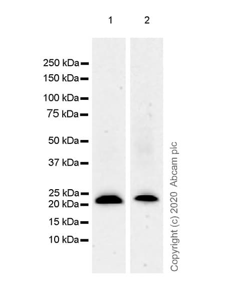 Anti-KRAS antibody [EPR23474-76](AB275876)