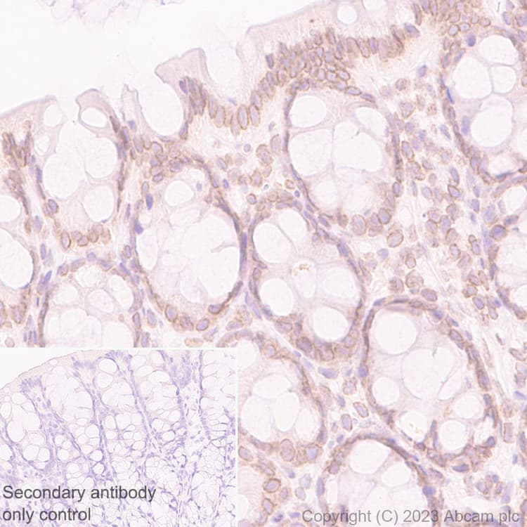 Ranbp2 Antibody Epr28204 62 Bsa And Azide Free Ab314326  Immunohistochemistry Formalin Pfa Fixed Paraffin Embedded Sections Img421488