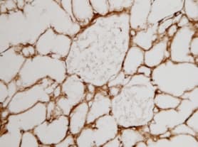 Anti-Collagen I antibody [COL-1](AB6308)