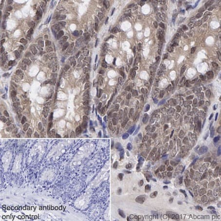 Anti-RBX1 antibody [EPR20185](AB221548)