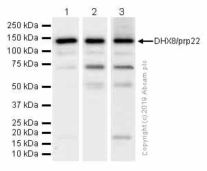 Dhx8 Prp22 Antibody Epr91462 Ab181074  Western Blot Img55548