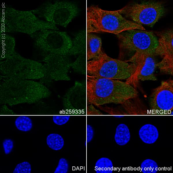 Anti-FMRP antibody [EPR23852-90] - BSA and Azide free(AB277489)